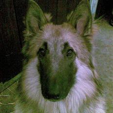 Belgisk hyrdehund Kenzo 2/1 2008 R.I.P 