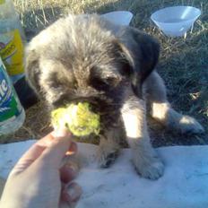 Blanding af racer omsen 