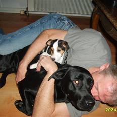 Jack russell terrier Enzo