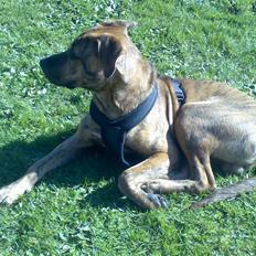 Blanding af racer Simba