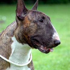 Bullterrier Zagus
