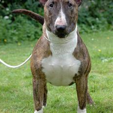 Bullterrier Zagus