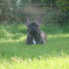 Fransk bulldog A La Coccios Rino (Eddy)