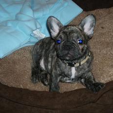 Fransk bulldog A La Coccios Rino (Eddy)