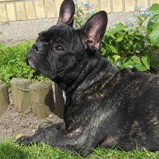 Fransk bulldog Molly