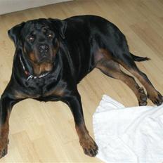 Rottweiler lucky