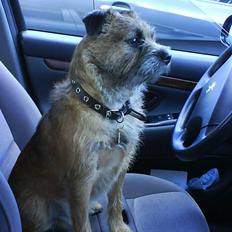 Border terrier Tjavs