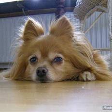 Blanding af racer Bella