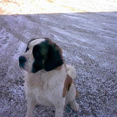 Sankt bernhardshund Emma