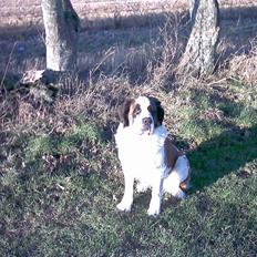 Sankt bernhardshund Emma