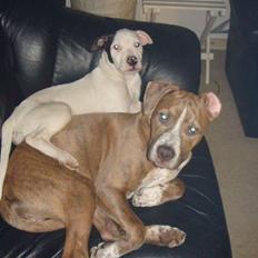 Amerikansk staffordshire terrier Kaya