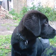 Labrador retriever Balter