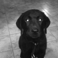 Labrador retriever Balter