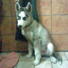 Siberian husky --:: <3 Xenon <3 ::--
