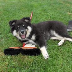 Finsk lapphund Kupio Ozzy
