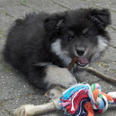 Finsk lapphund Kupio Ozzy