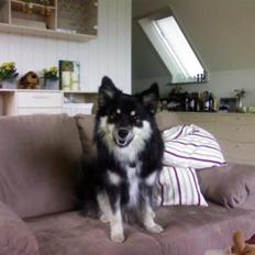 Finsk lapphund Kupio Ozzy