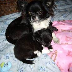 Chihuahua Chewie - *Fraflyttet*