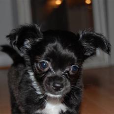 Chihuahua Chewie - *Fraflyttet*