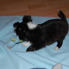 Chihuahua Chewie - *Fraflyttet*