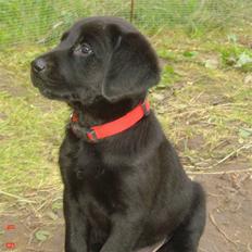 Labrador retriever Kia