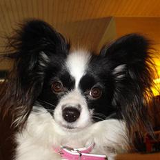 Papillon Nala
