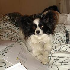 Papillon Nala