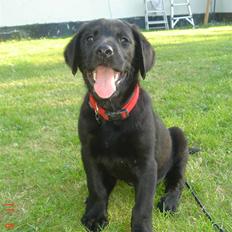 Labrador retriever Kia