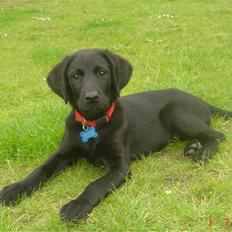 Labrador retriever Kia