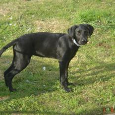 Blanding af racer Kenya