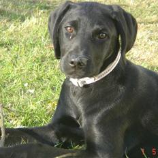 Blanding af racer Kenya