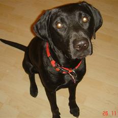 Blanding af racer Kenya