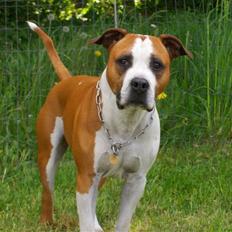 Amerikansk staffordshire terrier Homer *R.I.P.*