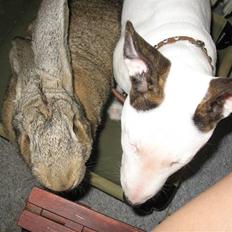 Bullterrier BILLA