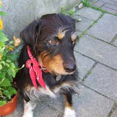 Blanding af racer Brutus Maximus