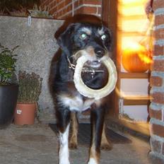 Blanding af racer Brutus Maximus