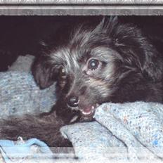 Blanding af racer Soffi