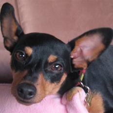 Dvaergpinscher Gaja