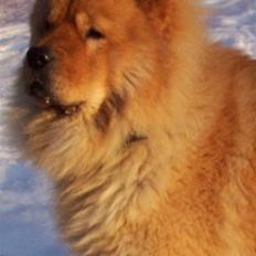 Chow chow Chaina Girl's Petronella