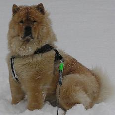 Chow chow Chaina Girl's Petronella