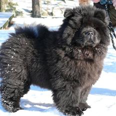 Chow chow Piuk Chow Victoria