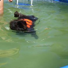 Chow chow Piuk Chow Victoria