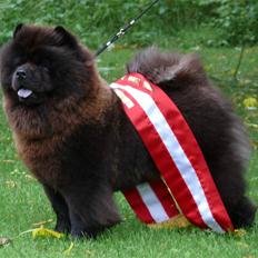 Chow chow Piuk Chow Victoria