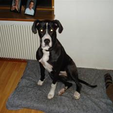 Blanding af racer Maggi