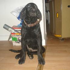 Labrador retriever simpson SOLGT