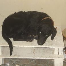 Labrador retriever simpson SOLGT