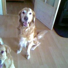 Golden retriever Cæsar 19/11-08 R.i.P