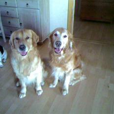 Golden retriever Cæsar 19/11-08 R.i.P