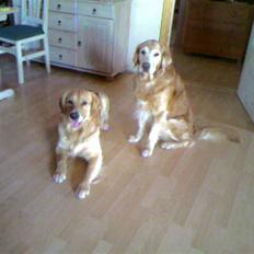Golden retriever Cæsar 19/11-08 R.i.P