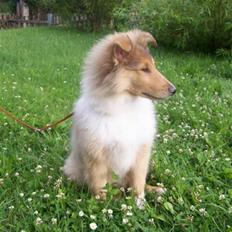 Collie langhåret Eddie